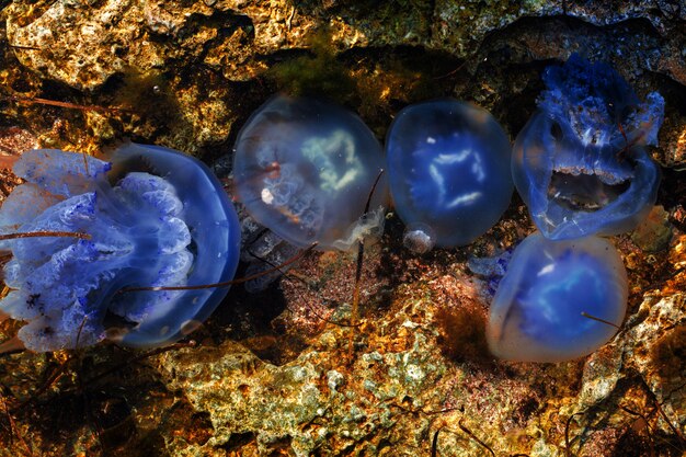 Foto kwallen in de zee overvolle zee kwallen zwarte zee