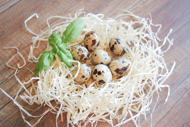 Kwarteleitjes in het nest Vogels nestelen met een eitje