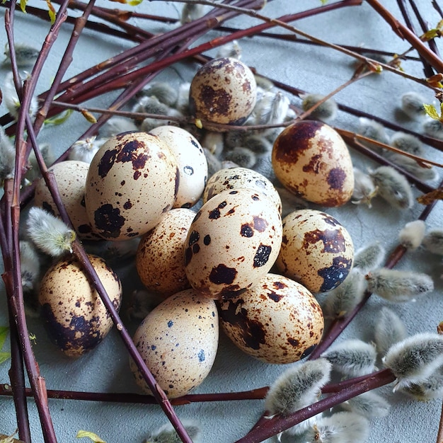 Kwarteleitjes in wilgentakken op grijze ondergrond. Pasen nest decor.