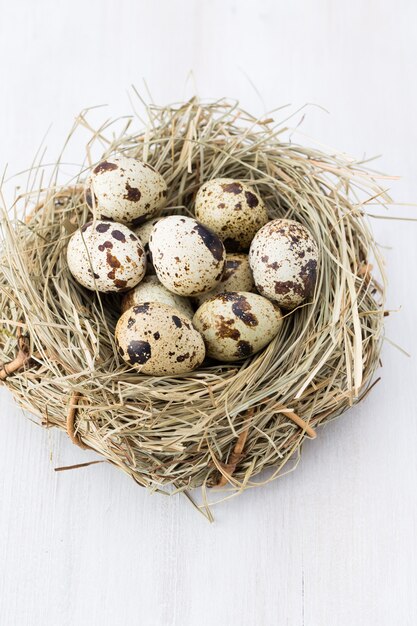 Kwarteleitjes van vogels nestelen. Pasen samenstelling.