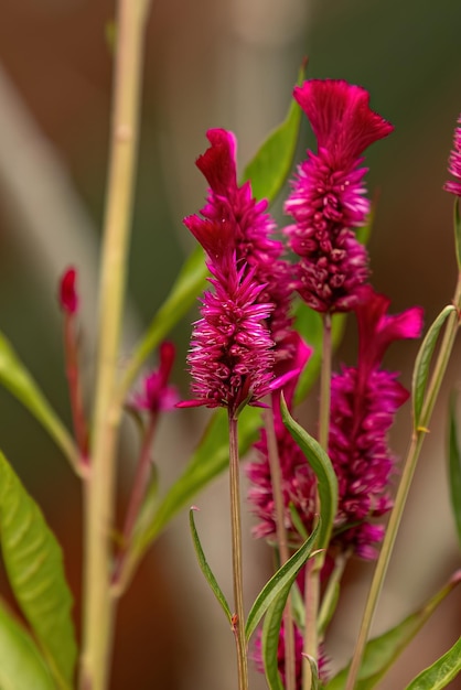 Kwartelgras Bloeiende plant van de soort Celosia argentea