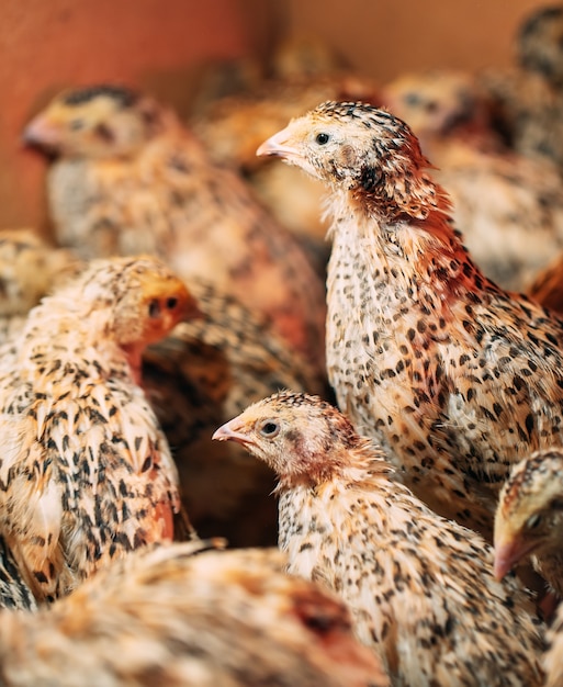 Kwartelkuikens in een kooi op de boerderij.