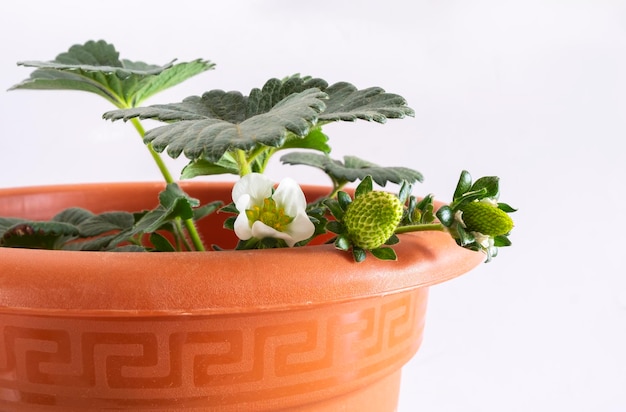 Kweek aardbeien thuis op het balkon in potten