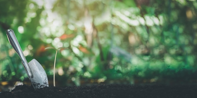 Kweek groenten en fruit in planttrays die groeien