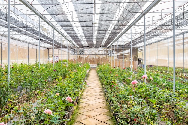 Kwekerij plant rozen kamer