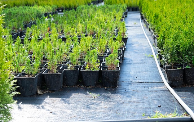 Kwekerij van naaldplanten in potten met gesloten wortel voor aanplant op uw tuinperceel