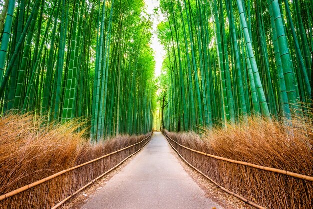 Photo kyoto japan at the bamboo forest