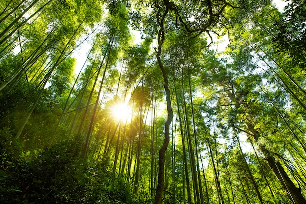 Kyoto, Japan bij het bamboebos.