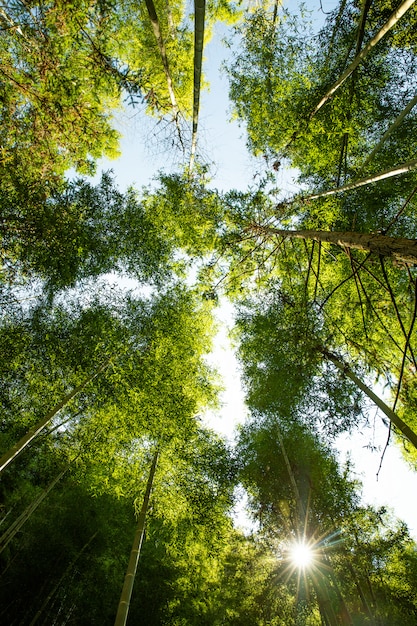 Kyoto, Japan bij het bamboebos.