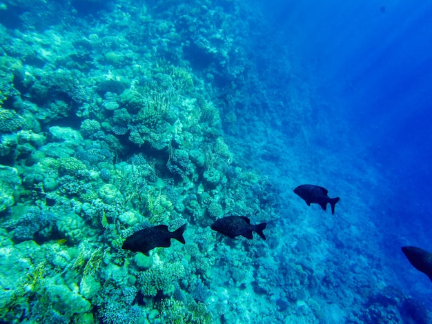 Photo kyphosus sectator in the blue water of the red sea.