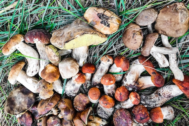 L aurantiacum Boletus edulis Leccinum scabrum キノコの収穫