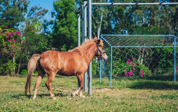 L Side photo light brown horse pony play run vigorously briskly on football field grass Summer tree flower metal horizontal bar background Equestrian sport vitality youth strength zeal in sports