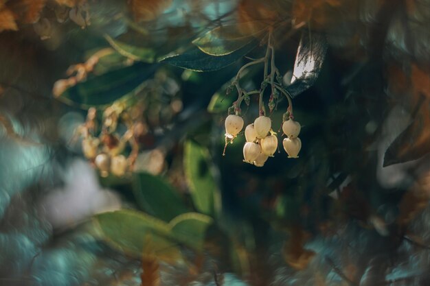 l white small autumn flowers on a tree closeup in a natural environment