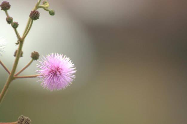 Photo la biodiversidad en colombia