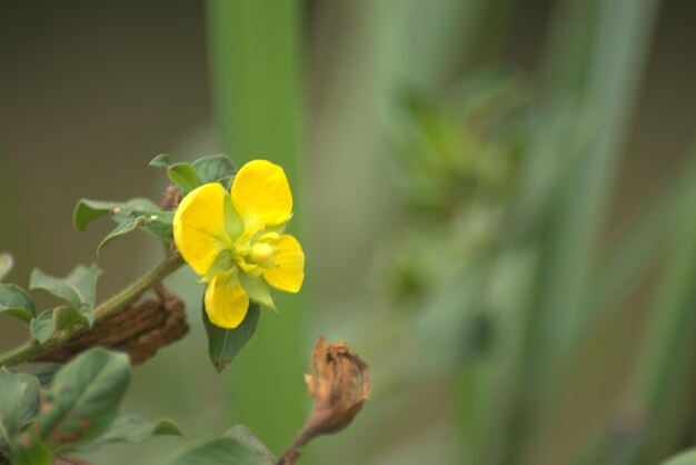 Photo la biodiversidad en colombia