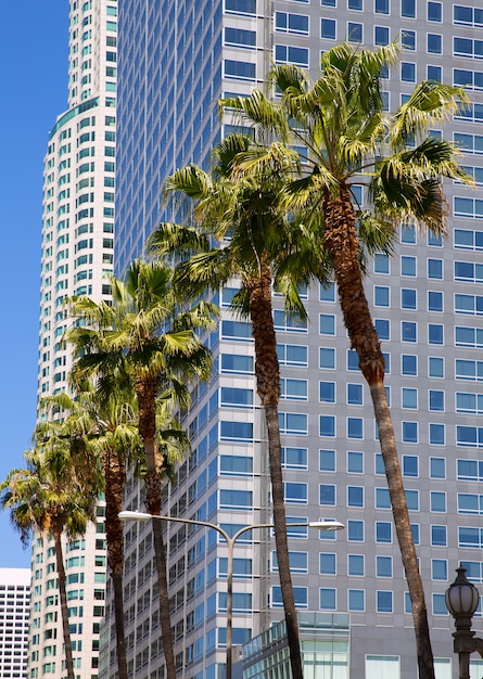 La downtown los angeles pershing square palm haarlok