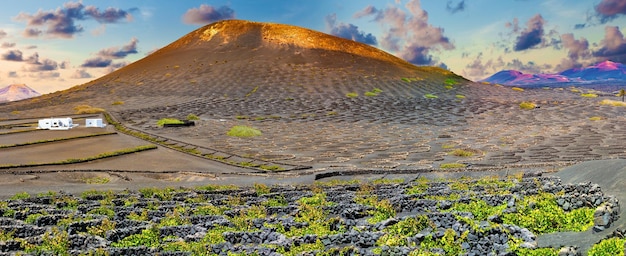 La Geria vineyard.Tenerife.화산 포도원이 있는 아름다운 풍경. 란사로테.