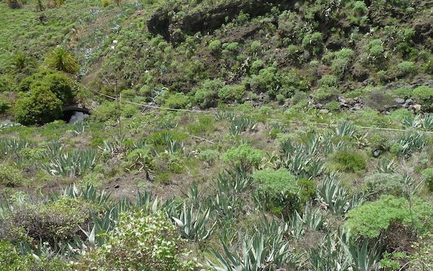 La Gomera