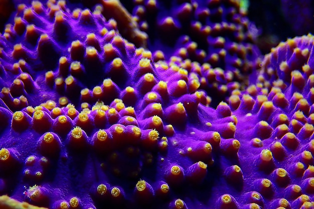 LA Lakers Scroll Coral - Turbinaria sp.