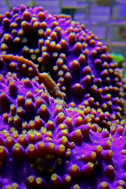 LA Lakers Scroll Coral - Turbinaria sp.