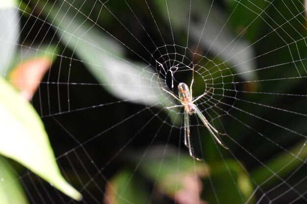 la naturaleza