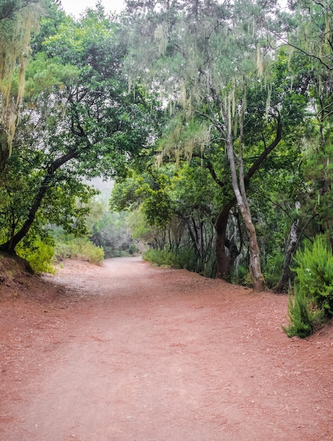 La Orotava trail Tenerife Canary islands Spain