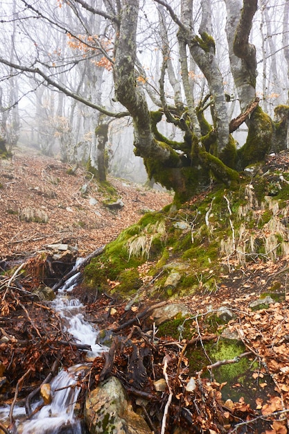 La Pedrosa beech forest in the Guadarrama National Park