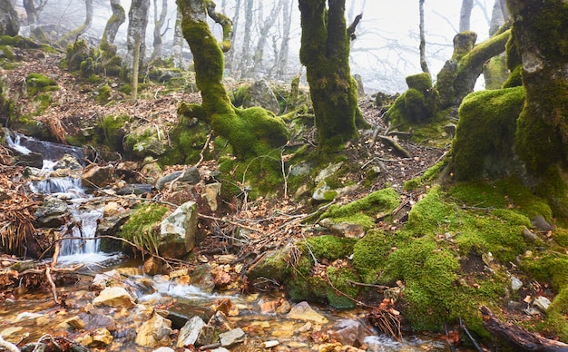 La Pedrosa beech forest in the Guadarrama National Park