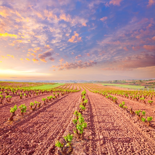 La Rioja vineyard fields in The Way of Saint James