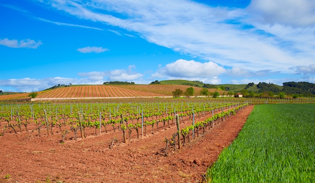 La Rioja vineyard fields in The Way of Saint James