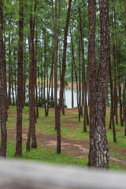 パナマのラ・イェグアダ国立森林公園