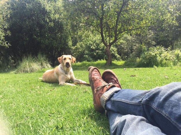 Foto laag gedeelte van de man met hond die op het grasland zit