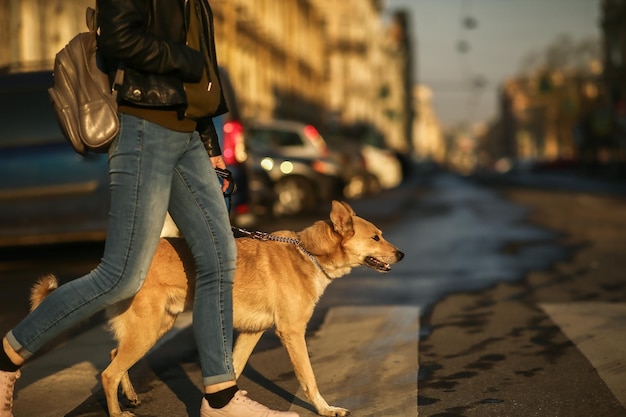 Laag gedeelte van de man met hond die op het voetpad staat