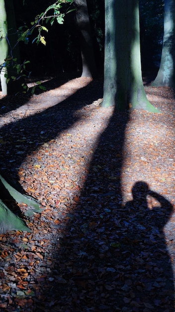 Laag gedeelte van de schaduw op de boom