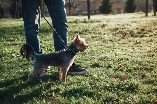 Foto laag gedeelte van een persoon met hond op het veld