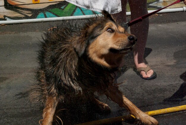 Foto laag gedeelte van een vrouw met een hond op straat