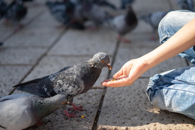 Foto laag gedeelte van kindervoedende duiven