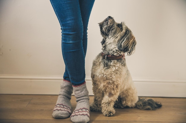 Laag gedeelte van vrouw met hond die op de vloer staat