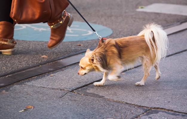 Laag gedeelte van vrouw met hond die op straat loopt