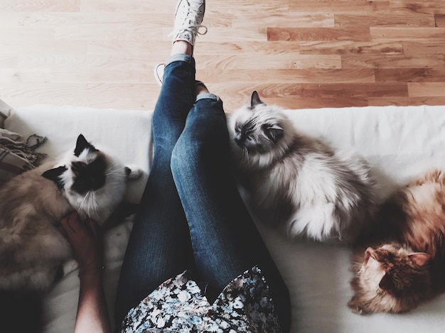 Laag gedeelte van vrouw met katten thuis
