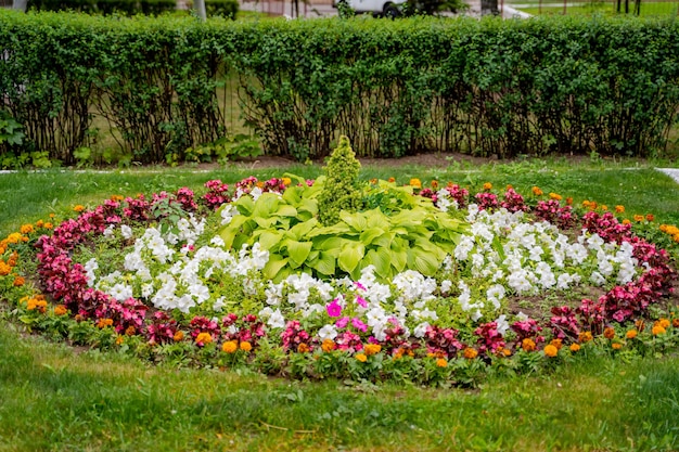 Laagblijvende kruidachtige planten met prachtige delicate roze bloemen. Landschapsontwerp.