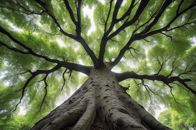 Laaghoek perspectief van boom met prachtige luifel