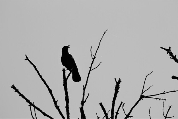 Foto laaghoekbeeld van een silhouetvogel die op een tak zit tegen een heldere lucht