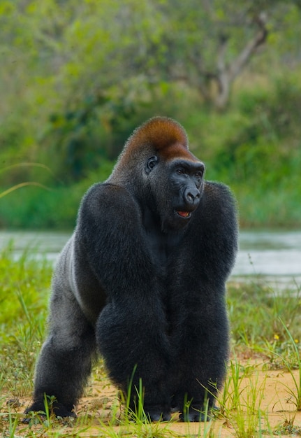 Laaglandgorilla's in het wild. Republiek Congo