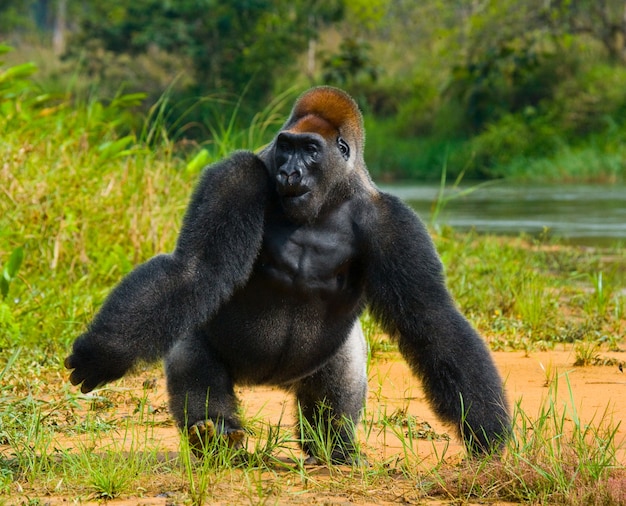 Laaglandgorilla's in het wild. Republiek Congo