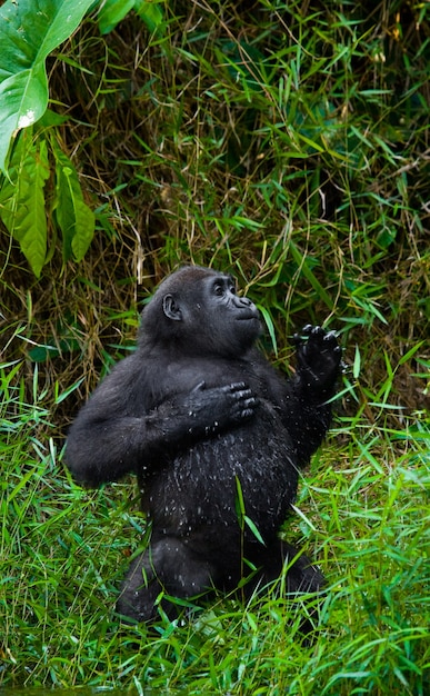 Laaglandgorilla's in het wild. Republiek Congo