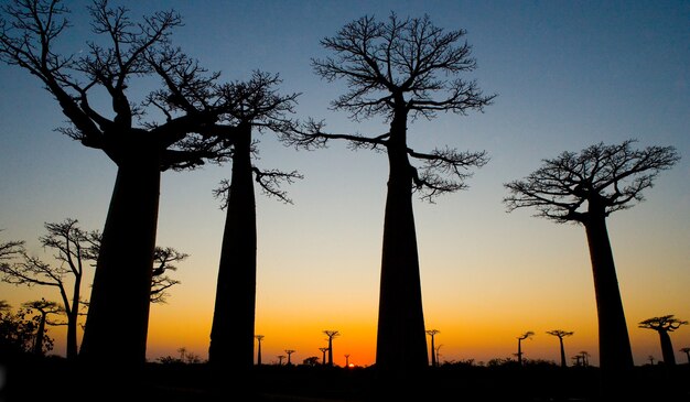 Laan van baobabs bij zonsondergang in Madagaskar