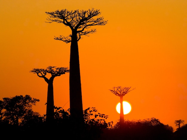 Laan van baobabs bij zonsondergang in Madagaskar