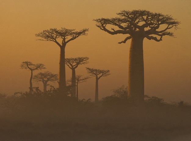 Laan van baobabs bij zonsopgang in de mist in Madagaskar