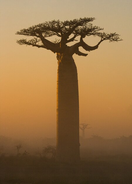 Laan van baobabs bij zonsopgang in de mist in madagaskar